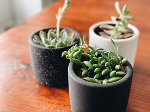 Small Ceramic Planter